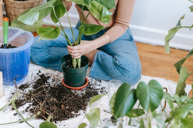 potting soil spilled all over the floor when potting a plant